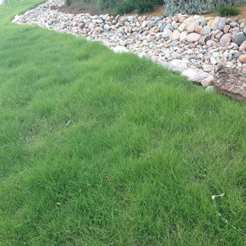 Outsidepride Xeriscape Native Prairie Grass Seed Mix – 5 lb. Perennial, Warm-Season, Cold & Drought-Tolerant, Fine Leaved, Dense Turf Grass Seeds for Lawn, Ground Cover & Arid Xeriscape Landscaping