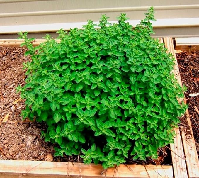 SeedsUP - 800+ Seeds Oregano - Herb Green