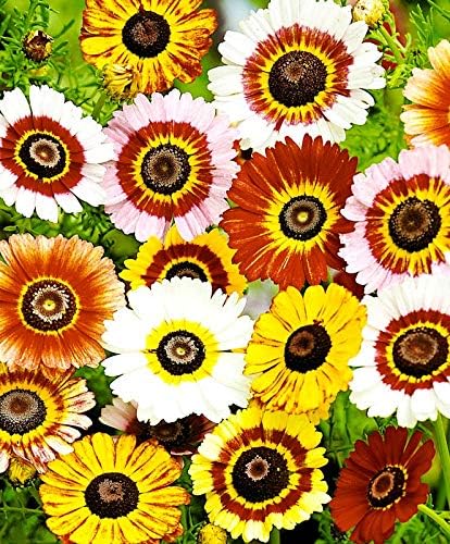 Seeds Multicolor Painted Daisy 100+ Seeds for Planting Chrysanthemum Rainbow Mix Annual