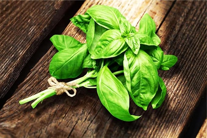Seeds4planting - Seeds Genovese Basil Indoor Herb Non GMO Heirloom for Planting