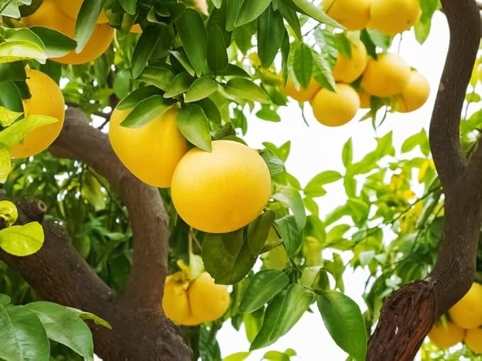Gardenera Premium Grapefruit Potting Mix - Expertly Crafted with Peat Moss, Perlite, Worm Castings, and Lime for Stronger Roots and Optimal Nutrient Absorption - 1 Quart