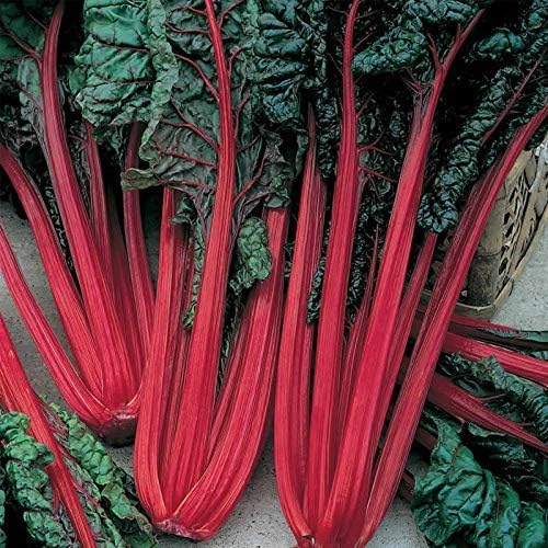 Swiss Chard Garden Seeds - Ruby Red - 5 Gram Packet - Non-GMO, Heirloom, Vegetable Gardening & Microgreens Seeds