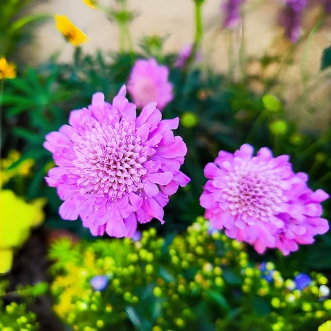 185+ Heirloom Scabiosa Seeds - Non-GMO Perennial, High Germination & Profuse Blooms Low-Maintenance, Bee-Attracting Cut Flower for Garden Decoration