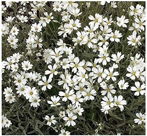 3500 Snow in Summer Seeds - Great Ground Cover, Xeriscape - Perennial