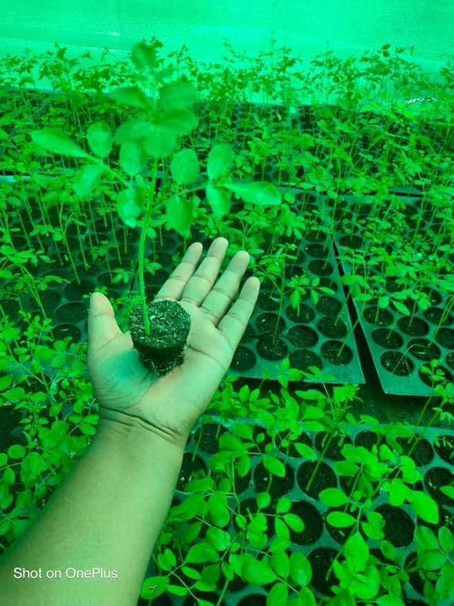 100 Moringa Seeds Approx | Moringa Seeds for Planting | Edible, Excellent Germination | Premium Grade PKM1 | Semillas de Moringaa Seed for Eating | Malunggay