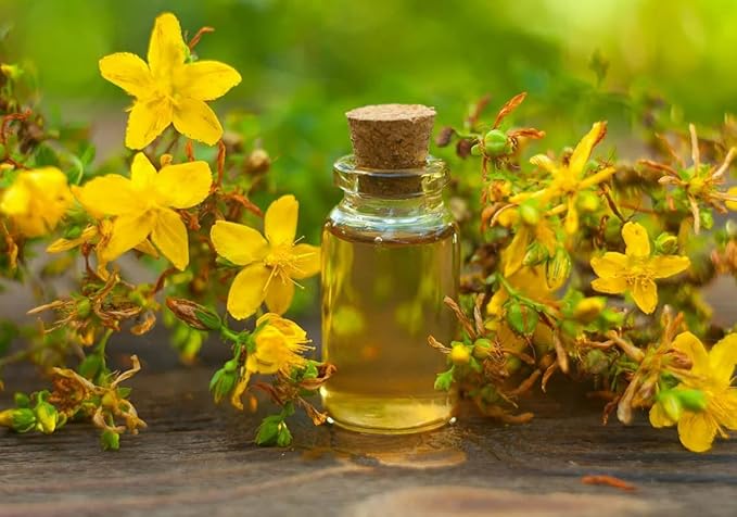 SeedsUP - 1500+ Seeds St. John's Wort - Herb Yellow