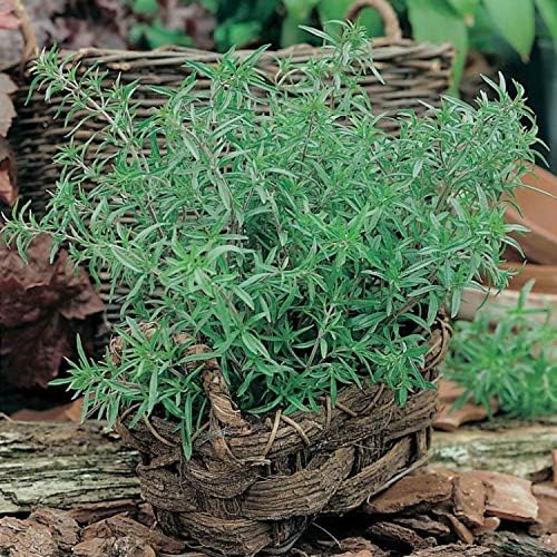 Seeds Summer Savory Heirloom Herbs for Planting Non GMO 800 Seeds