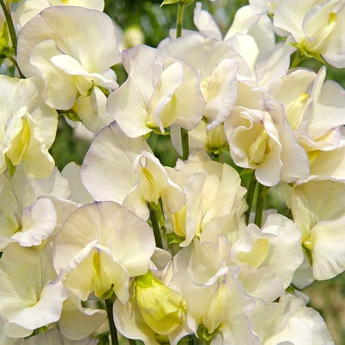 280+ Perennial Mix Sweet Pea Flower Seeds for Planting-Non-GMO Heirloom Plant Seeds Garden Outdoor