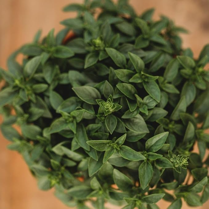 Spicy Globe Basil - 250 Seeds - Heirloom Basil Variety, Great for Pots & Containers, Compact, Mounded Habit, Non-GMO Heirloom Basil Seeds for Planting in The Home Garden, Thresh Seed Company