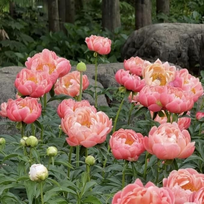 100pcs Peony Lactiflora Seeds for Cut Flower Farming - Long Stem Variety, Commercial-Grade Blooms, High Yield Perennial for Florist Supply