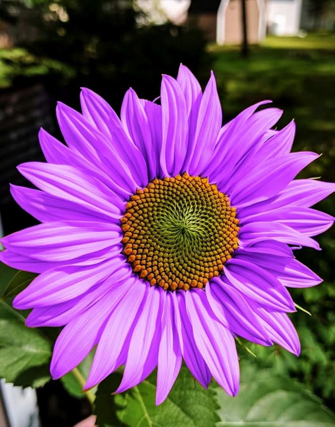 200Pcs Rare Purple Sunflower Seeds Beautiful Flower Home Garden Giants Perennial Rare Blooms Outdoors