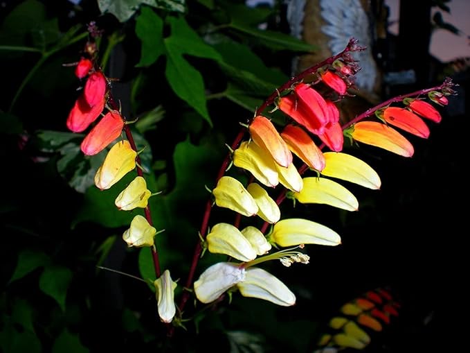 Seeds Firecracker Vine Mina Lobata Quamoclit Annual Flowers