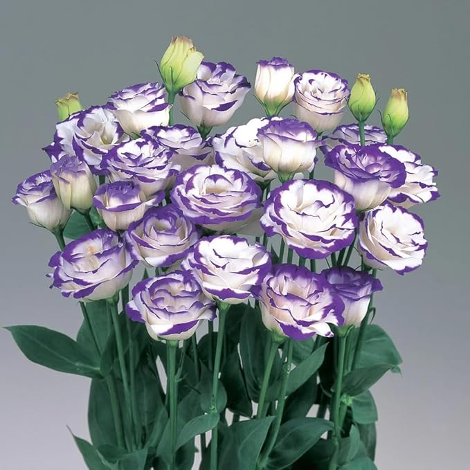 300+ Lisianthus Flower Seeds for Planting-Eustoma Seeds Double Flower Outdoor-Lizzienthus Seed Non-GMO Heirloom Flower Plants Garden Indoor