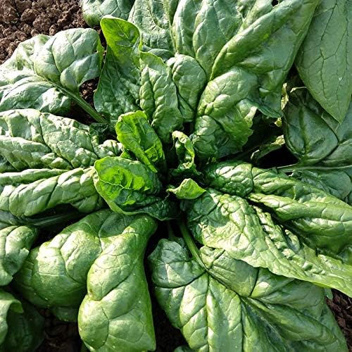 Seeds Four Seasons Viroflay Spinach 35 Days Year-Round Non GMO Vegetable for Planting