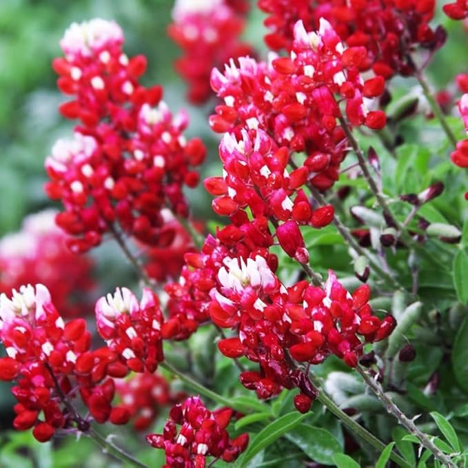 Texas Lupine Bluebonnet Wildflower Seeds 1000pcs– Grow Iconic Red Blooms, Hardy & Native to Texas, Easy to Plant for Stunning Gardens