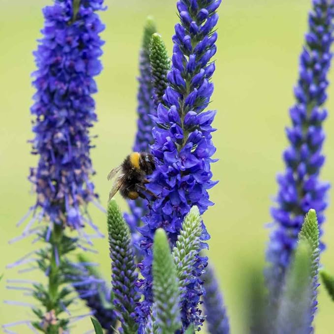 500+ Creeping Veronica Speedwell Seeds for Planting,Ground Cover Seeds,Deer Resistant Perennial Flower Seed Non-GMO Heirloom for Home Outdoor Garden