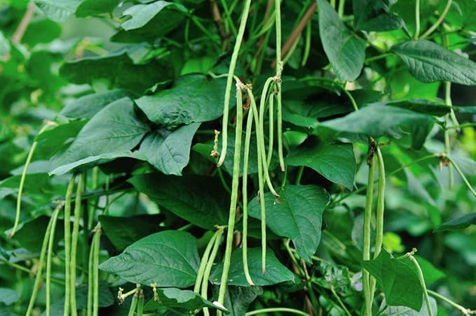 Long Beans Seeds for Planting, 30 Grams, Approx. 120 Asian Vegetable Seeds, Yardlong Chinese Beans, A Crisp and Tender Alternative to String Beans