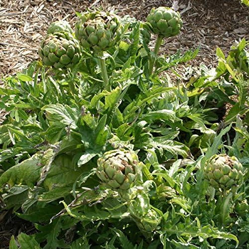 Park Seed Imperial Star Artichoke Seeds