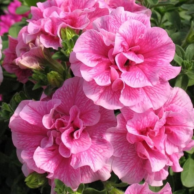 330+Mixed Petunia Hybrida Seeds for Planting-Perennial Hanging Petunia Flower Seed Plant for Home Garden Heirloom Non-GMO