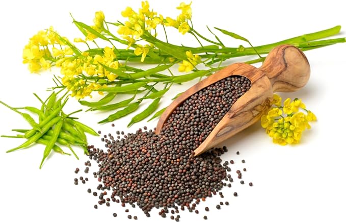 Seeds Black Mustard - Heirloom Vegetable - GMO Free