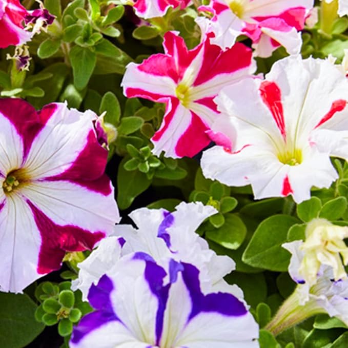 1000 Petunia Double Mix Seeds Easy to Grow Hanging Basket Flower for Planting Garden Home Garden Balcony Multicolor Flowers Seeds