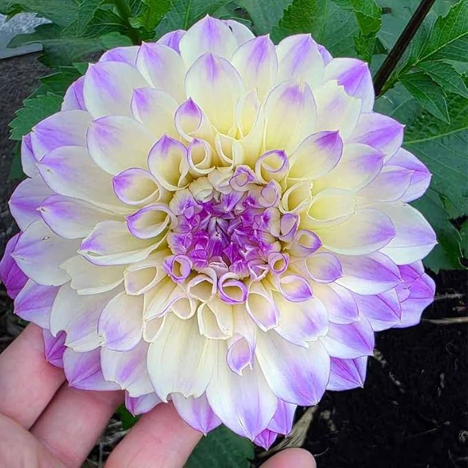 320+ Annual Mix Dahlia Seeds to Plant - Rare Non-GMO Dahlia Seeds, Beautiful Outdoor Flowers