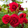 100PCS Red Rose Seeds Perennial Open-Pollinating Deciduous Beautiful Blooming Flower Seeds for Planting Garden