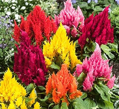 22Day Seeds: Seeds Plumed Cockscomb Mix/Celosia/Includes Variety Crested West Indian Toreador/Annual Flowers