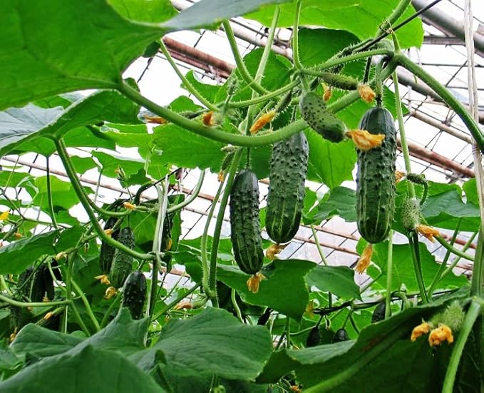 10+ Seeds Cucumber Firm Secret F1 Hybrid - Vegetable Self-Pollinated