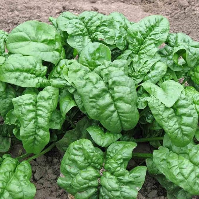 Seeds Four Seasin Spinach Viroflay - Heirloom Vegetable - GMO Free