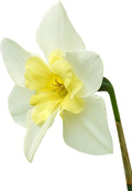 Easy to Grow Narcissus Daffodil 'Bella Estrella' Plant Bulbs (30 Pack) - Fragrant White & Yellow Flowering Blooms in Spring Gardens