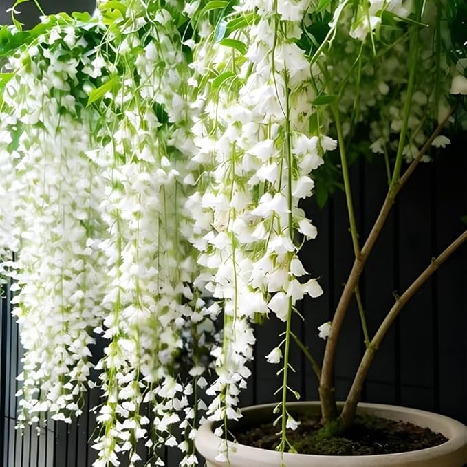 100+ Climbing Weeping Jasmine Flower Seeds for Planting in Home Garden - Non-GMO Jasmine Garden Climbing Flower