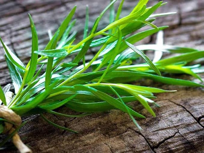 KIRA SEEDS - Seeds French Tarragon Medicinal - Estragon - Heirloom Herbs - GMO Free