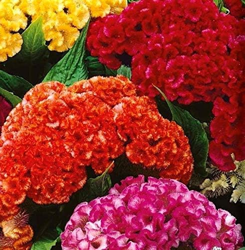 Celosia Cristata Cockscomb Seed Mix 200+ Seeds Woolflowers Mixed Colors Exotic Flowers Garden