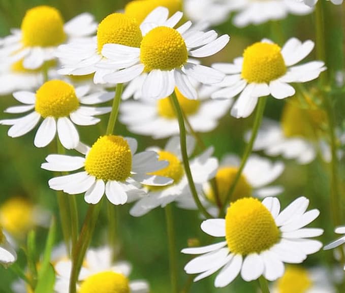 Seeds German Chamomile - Matricaria chamomilla - 2500 Seeds Heirloom Herbs - GMO Free