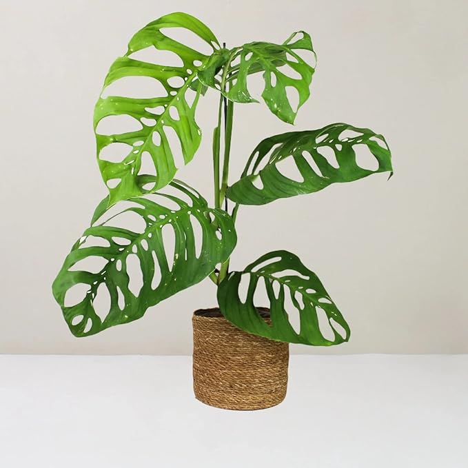 GARDENERA Monstera Esqueleto Soil Blend - Designed to Meet The Unique Needs of Your Plant - 4 Quart