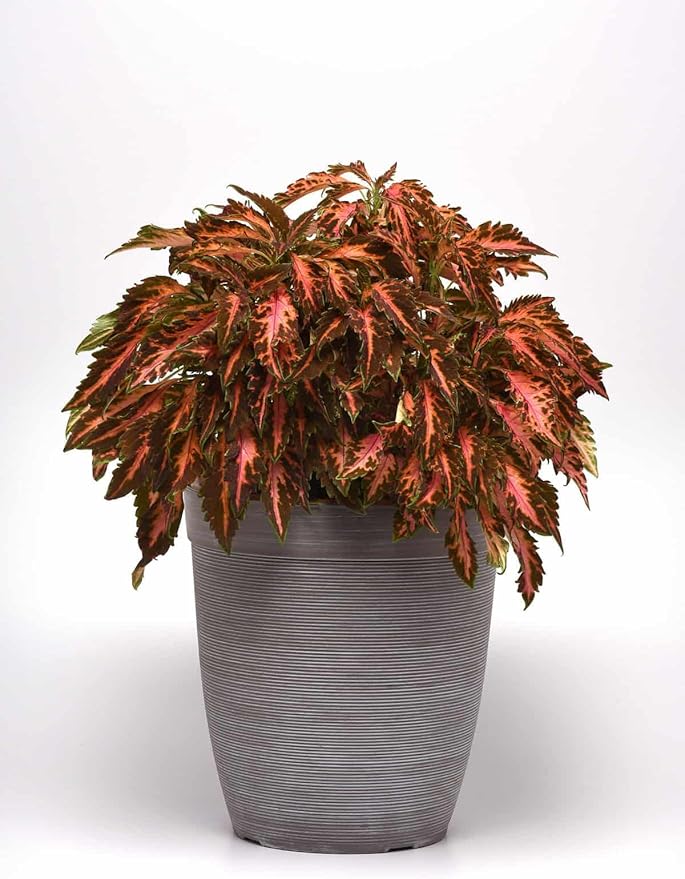 Park Seed Coral Candy Premium Sun Coleus Seeds, AAS Award-Winning Compact Variety with Multicolored Draping Foliage, Shade to Part Sun, Pack of 15 Pelleted Seeds