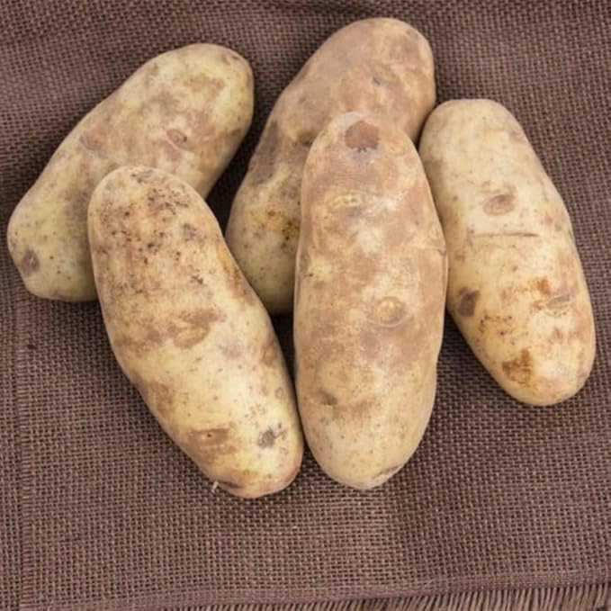 Russet Potato Seeds for Planting Outdoors, 60 True Potato Seeds, Heirloom
