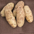 Russet Potato Seeds for Planting Outdoors, 60 True Potato Seeds, Heirloom