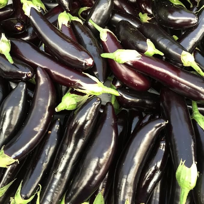 100 Long Purple Eggplants Seeds, Vegetable Eggplant Seeds for Planting Outdoor Garden