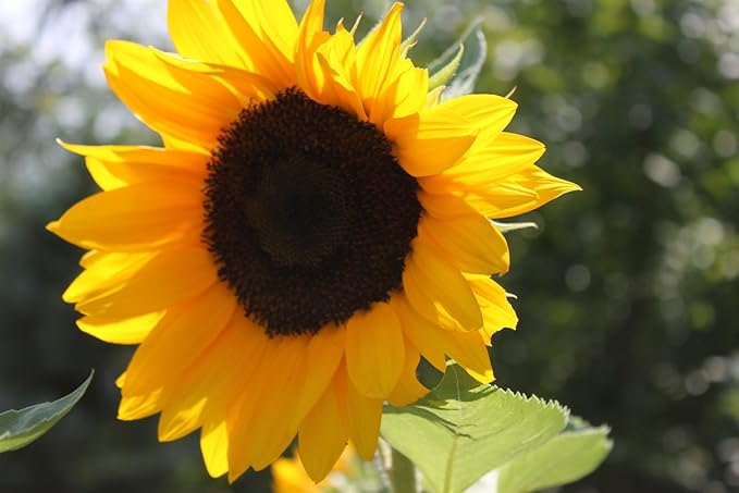 Sunflower, Black Oil, 100 Seeds per Pack, Newly Harvested, 5-6 Foot Tall, Giant Blooms with Black Centers, A Classic Golden Sunflowwer
