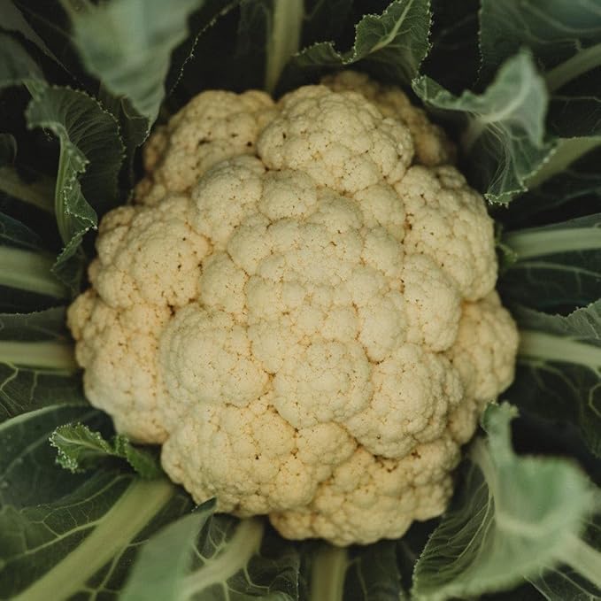 Amazing Cauliflower - 50 Seeds - Reliable Easy Growing Cauliflower Variety, Large White Crowns, Non-GMO Heirloom Cauliflower Seeds for Planting in The Home Garden, Thresh Seed Company