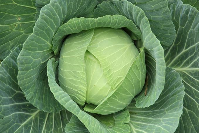 Seeds Vegetable Cabbage Green Late - 100 Seeds