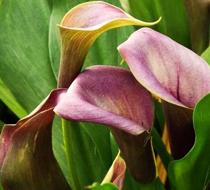100 pcs White Pink Red Purple Calla Lily Seeds Beautiful Flowers Mix Color Perennial Plant Planting