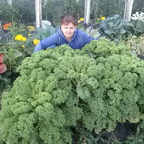 300+ Seeds Kale Bush Dinosaur Giant Cabbage - Vegetable Green
