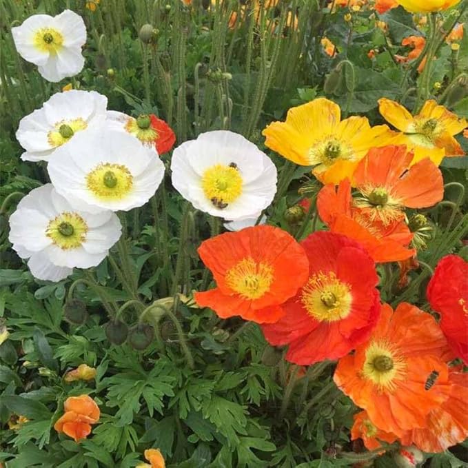 11000+ Seeds Poppy Flower Seed Mix for Planting-Non-GMO Heirloom Plant Seeds Garden Outdoor