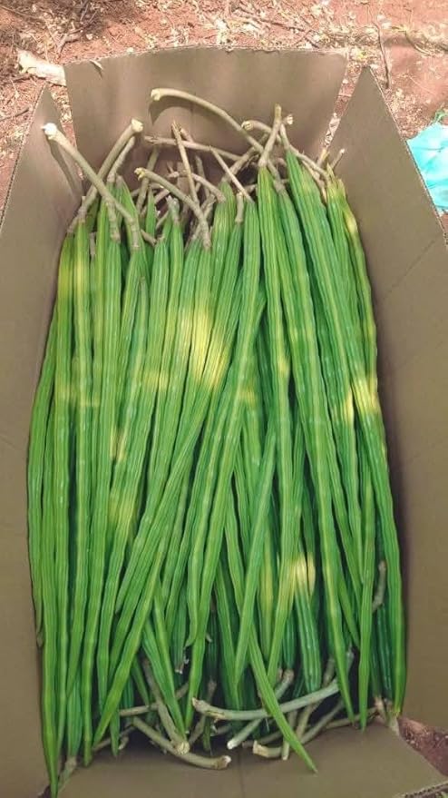 100 Moringa Seeds Approx | Moringa Seeds for Planting | Edible, Excellent Germination | Premium Grade PKM1 | Semillas de Moringaa Seed for Eating | Malunggay