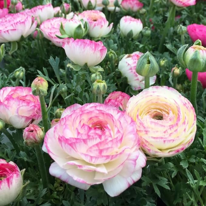 Pack 25 Ranunculus Bulbs for Planting, Picotee Pink Ranunculus Corms, Butterfly Ranunculus Flowers Bulbs to Grow, Peony Buttercup Ranunculus