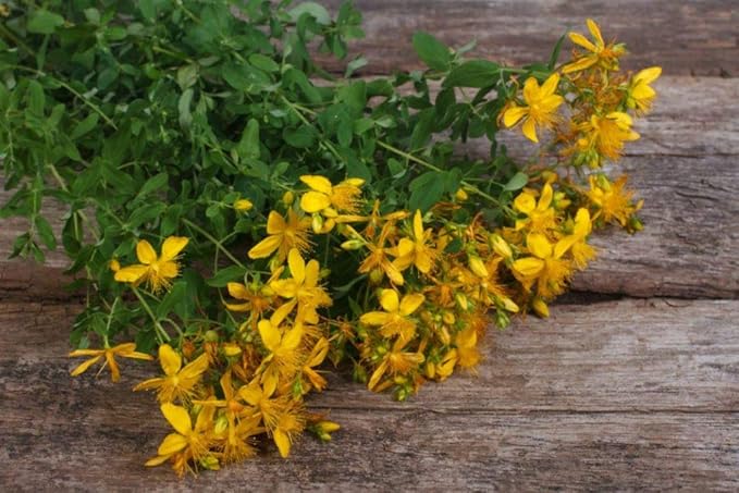 NIKA SEEDS - Seeds Herb St John's Wort Medicinal - 1500 Seeds