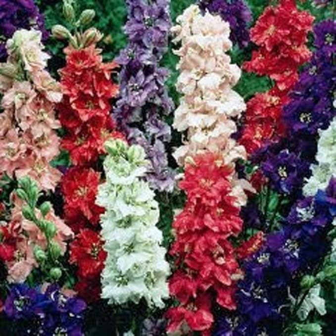 Delphinimum Seed, 100 Seeds, Giant Imperial Mix, Striking Mixed Colors, Perennial Wild Flower, Beautiful Flowers to Plant in Your Home Garden - Non-GMO Heirloom Seeds - Great for Cut Flowers